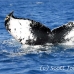 whale_humpback_h_00062_dom2083.jpg